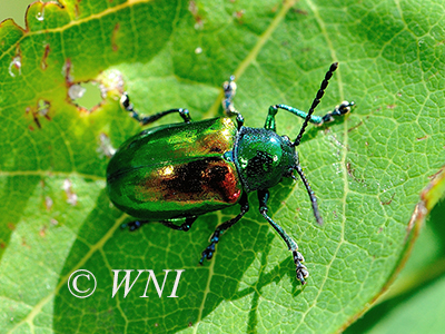 Dogbane Leaf Beetle (Chrysochus auratus)